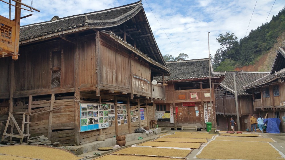 豐收的貴州黔東南州榕江縣寨蒿鎮(zhèn)烏公村曬谷子美景