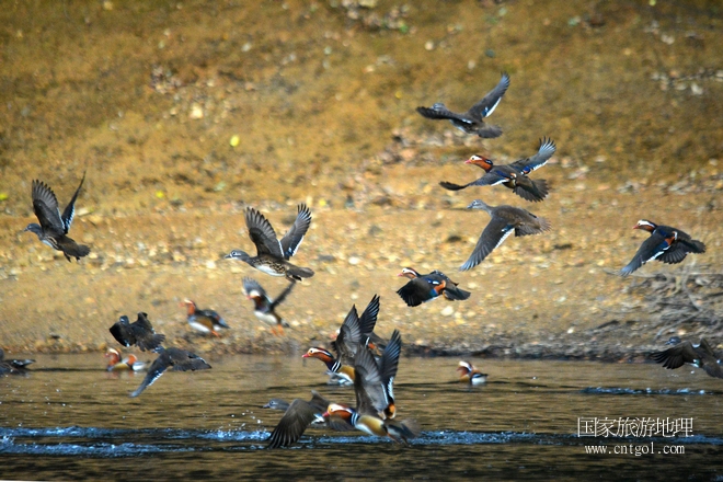 進入初冬，大批野生鴛鴦陸續(xù)飛抵江西婺源縣賦春鎮(zhèn)鴛鴦湖越冬，小精靈們在湖面上或相互依偎、卿卿我我；或隨波逐流、嬉戲打鬧，悠閑自在生活在青山綠水之間，優(yōu)良的水域和豐富的湖畔闊葉林，為鴛鴦過冬提供良好生存環(huán)境，婺源鴛鴦湖已成為亞洲最大的野生鴛鴦越冬棲息地。（攝于12月4日下午）