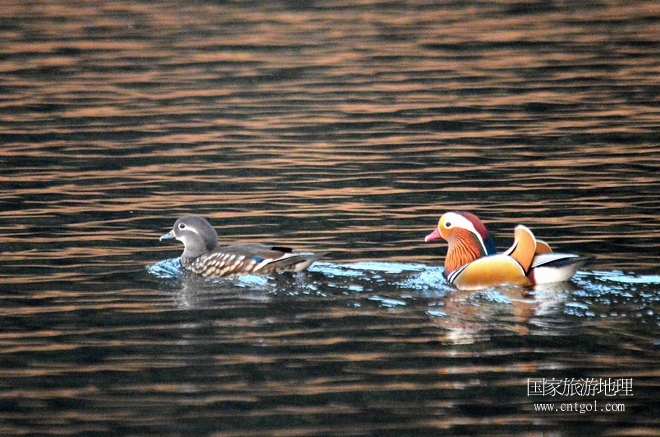 進入初冬，大批野生鴛鴦陸續(xù)飛抵江西婺源縣賦春鎮(zhèn)鴛鴦湖越冬，小精靈們在湖面上或相互依偎、卿卿我我；或隨波逐流、嬉戲打鬧，悠閑自在生活在青山綠水之間，優(yōu)良的水域和豐富的湖畔闊葉林，為鴛鴦過冬提供良好生存環(huán)境，婺源鴛鴦湖已成為亞洲最大的野生鴛鴦越冬棲息地。（攝于12月4日下午）